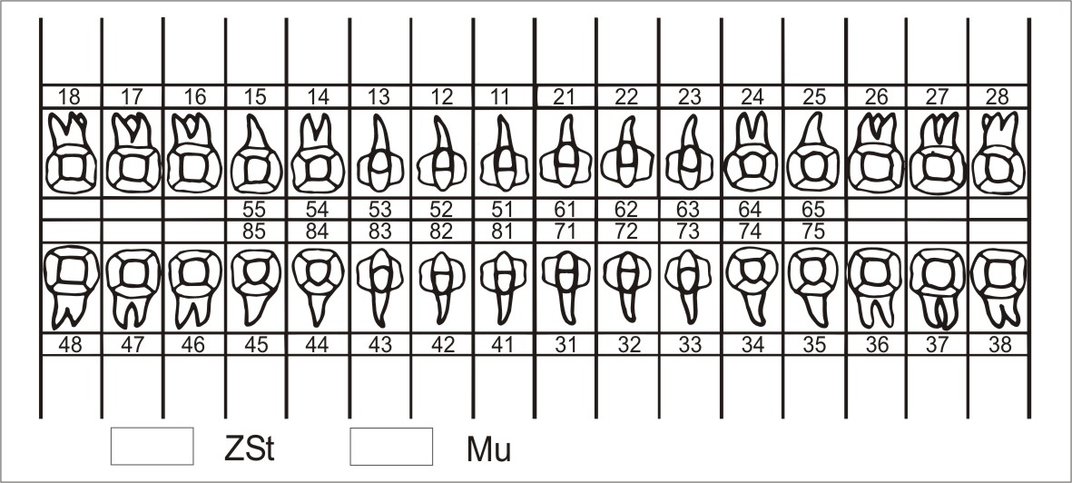 Etikett Zahnschema, plastisch